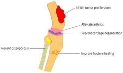 Components of the Endocannabinoid System and Effects of Cannabinoids Against Bone Diseases: A Mini-Review